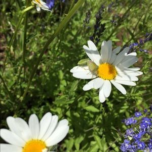 Meet your Posher, Briz